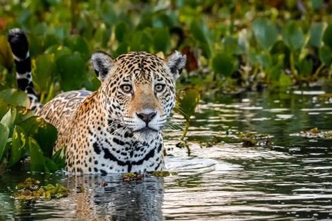 Brazil Jaguar