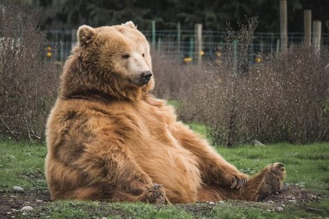 Alaska Grizzly