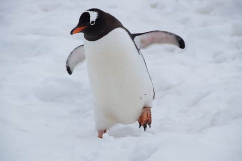 Antarctica Penguins